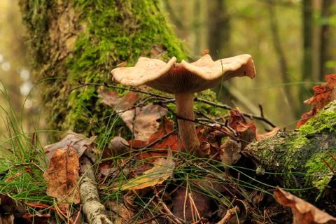 Single mushroom close up in forest Stock Photos