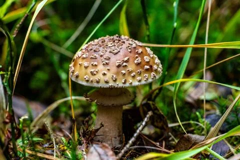 Single mushroom with dotted cap stands in green grass Stock Photos