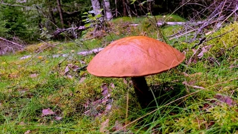 A single mushroom Video stock 247409018