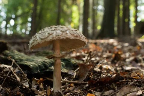 Single Mushroom In Forest. Beautiful Brown Mushroom Stock Photos