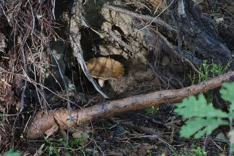 Single mushroom growing among tree roots in a forest floor setting Stock Photos