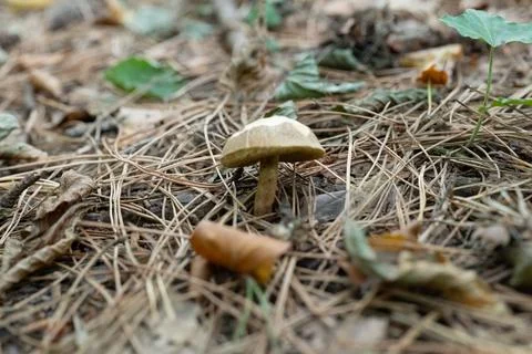 Single mushroom grows in pine needle forest floor Stock Photos