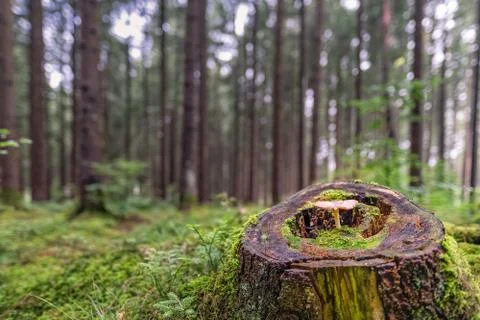 A single mushroom grows in a trunk tree Stock Photos
