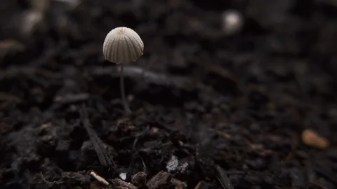 Single mushroom or toadstool growing on brown soil. Slow motion dolly in. Stock Footage 119238944