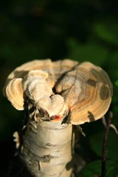 Single mushroom Stock Photos