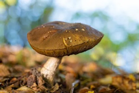 Single mushroom Stock Photos
