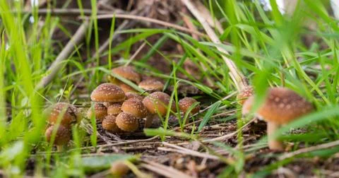 Single mushrooms toadstools , wild forest fungi , Small fungi , Single Fungi. Fotos de archivo