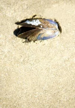 Single mussel clam shell resting on sandy beach Stock Photos
