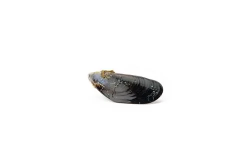Single mussel shell lying on a white background Stock Photos