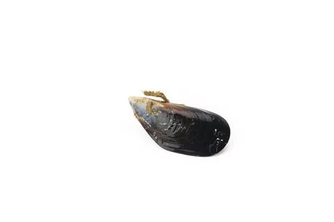 Single mussel shell on white background Stock Photos