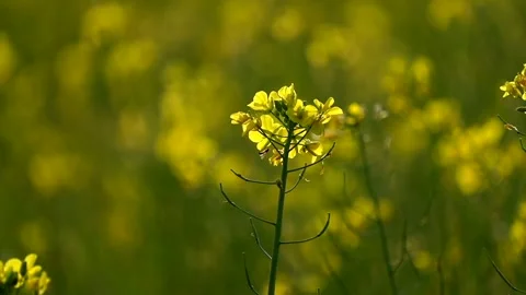 Single mustard flower in bloom with soft natural background Stock Footage 328340626