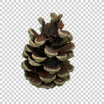 Single Natural Pine Cone Isolated Transparent Background PNG Stock-Fotos