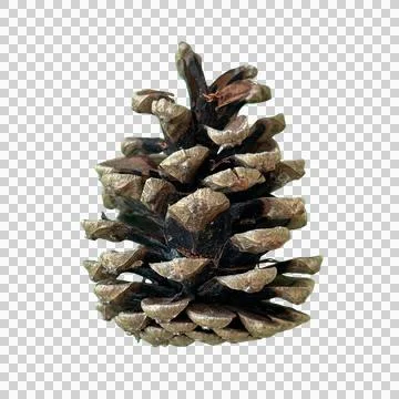 Single Natural Pine Cone Isolated Transparent Background PNG Stock Photos