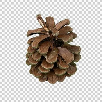 Single Natural Pine Cone Isolated Transparent Background PNG Stock Photos