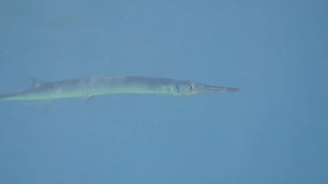 Single needlefish swimming under surface Stock Footage 327589755