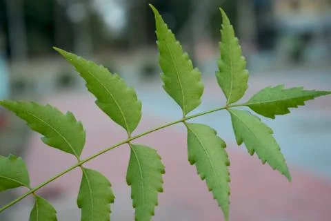 A single neem leaf with blurred background Stock Photos