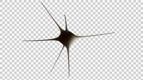 A single neuron with  its electric impulse on transparent background Stock-Footage 47322906