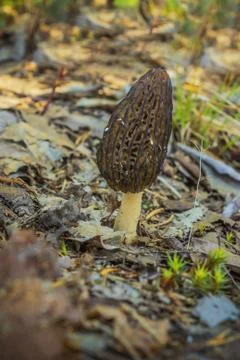 Single nice and healthy an instance of Morel Stock Photos