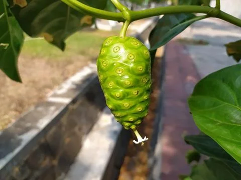 Single noni fruit on the tree.close up Stock Photos