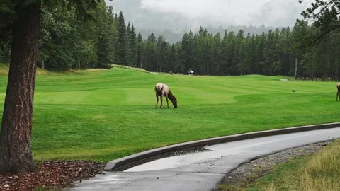 A single north American elk grazing on a golf course green at Banff Park Stock Footage 287041985