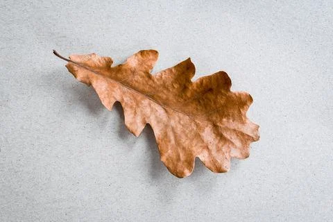 Single oak leaf on beige craft paper background, minimalist flat lay Stock-Fotos