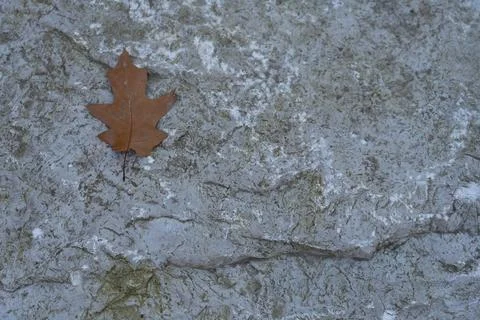 A single oak leaf resting on a white stone, creating a textured background .. Stock Photos