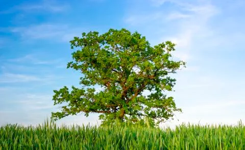 Single oak tree between agricultural fields under a blue sky Stock Photos