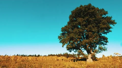 Single oak tree in a field  on the colors of summer Stock Footage 53769508