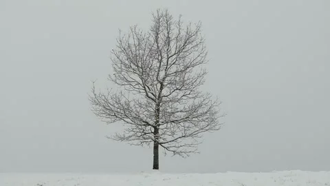 A single oak tree in gentle snow Vídeos de archivo 147201273