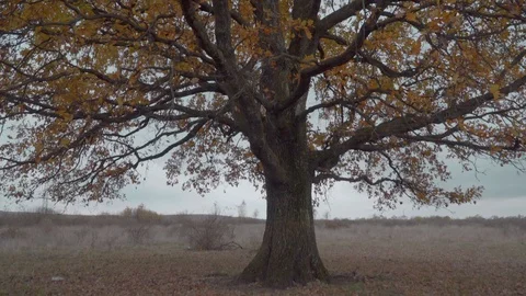 Single oak tree in the grass field. Camera zooming in. Stock Footage 119766167