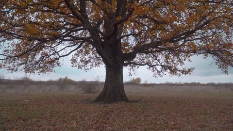 Single oak tree in the grass field. Camera zooming in. Stock Footage 119766214