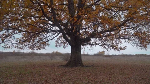 Single oak tree in the grass field. Camera zooming in. Stock Footage 119766252