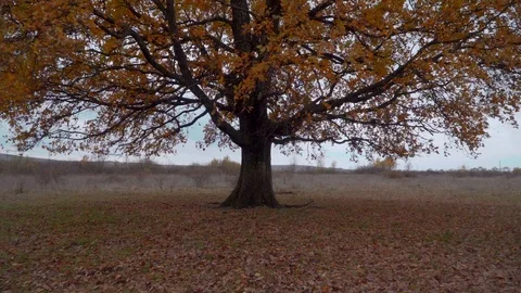 Single oak tree in the grass field. Camera zooming in. Stock Footage 119766262