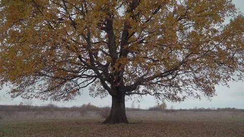 Single oak tree in the grass field. Camera zooming in. Stock Footage 119766309