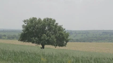 A single oak tree in the heart of wheat fields Stock-Footage 43861855