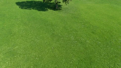 Single oak tree in a meadow Stock-Footage 95778396