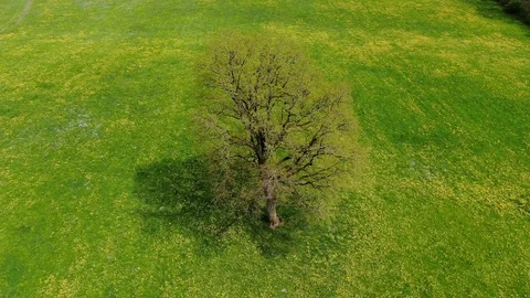 Single oak tree in a meadow Stock Footage 107154403