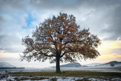 Single oak in the winter time Stock Photos