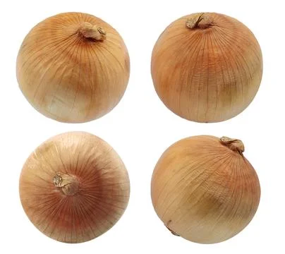 Single object of Onion bulbs isolated on white background Stock Photos