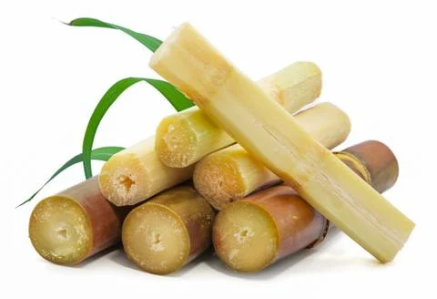 Single object of Sugar cane isolated on white background 스톡 사진