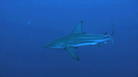 Single oceanic blacktip shark in blue water, south africa 스톡 동영상 22536319