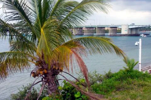 Single oconut Palm Tree -02 Stock Photos
