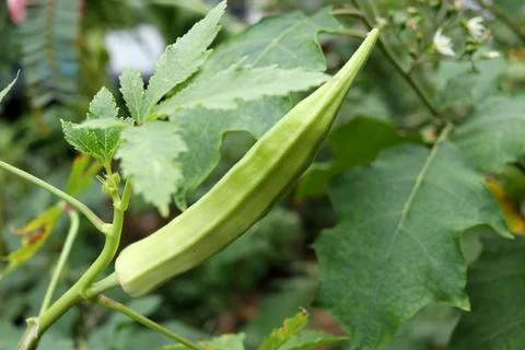 Single okra fruit on tree. Stock Photos