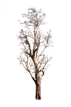 Single old and dead tree isolated on white background Stock Photos