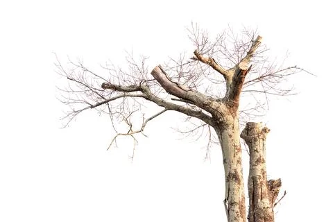 Single old and dead tree isolated on white background Stock Photos