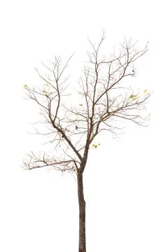 Single old and dead tree isolated on white background Stock Photos
