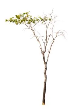 Single old and dead tree isolated on white background Stock Photos