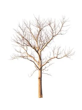 Single old and dead tree isolated on white background Stock Photos