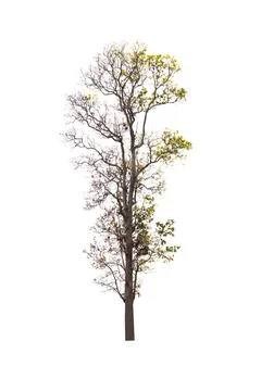 Single old and dead tree isolated on white background Stock Photos