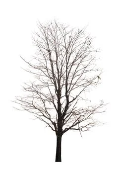 Single old and dead tree isolated on white background Stock Photos